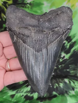 Megalodon Sharks Tooth 5 1/4  Inch NO RESTORATIONS Fossil Sharks Teeth Tooth • $56