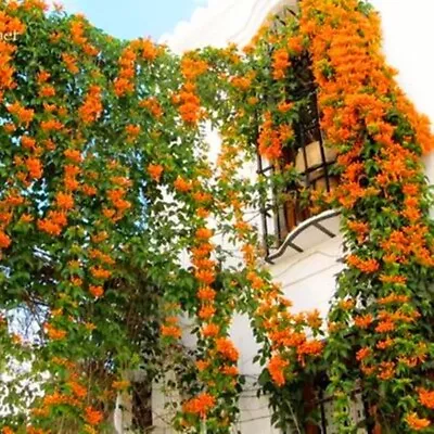 20 SEEDS Saffron Orange JASMINE Rare Flower Exotic Climber Vine Bush USA SELLER • $7.75