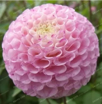 20 SEEDS For Pink Ball GEM DAHLIA Rare Flower Exotic Garden Plant USA Seller • $7.75