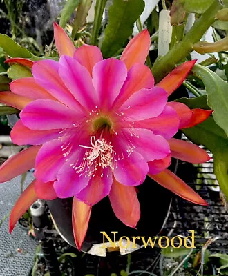 NORWOOD Epiphyllum Orchid Cactus Succulents • $8