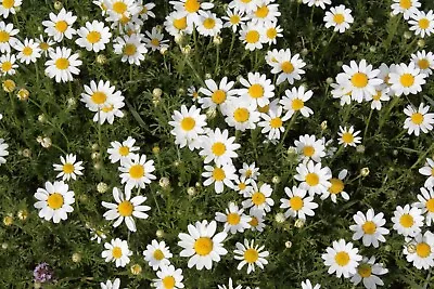 6 Corn Chamomile Plug Plants. Wildflower Meadow. Cottage Garden. Bees. • £9.95