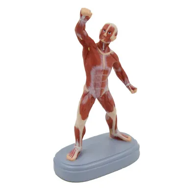 21cm/8.3 Muscle Man Medical Mini Desktop Full Body Human Anatomy Model • $67.50