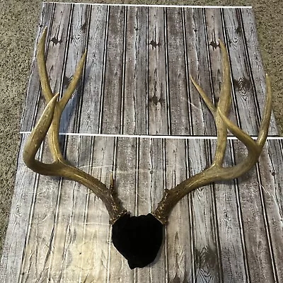 Mule Deer Antlers Mount Very Nice Rack • $99.99