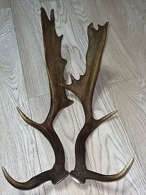 PAIR OF FALLOW DEER ANTLERS 1.76kg.   Aprox. 60/64cm. • £120