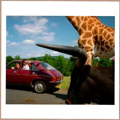 SIGNED - MARTIN PARR - KNOWSLEY SAFARI PARK ENGLAND 1990 6  X 6  MAGNUM PRINT • $550