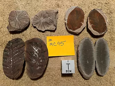 Mazon Creek Fossils !!   Lot Of 4 Nice Pairs Of Plants !! # MC95   See Photos !! • $45