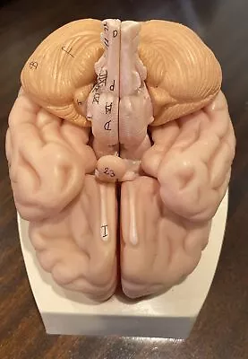 Vintage 3B Medical Science Human Brain Model 9 Pieces W. Germany 3B+ Neurology • $99