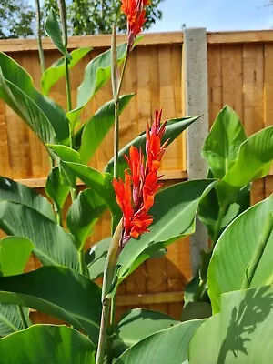 Flower - Canna Lily - 15 Seeds - Canna Indica - EXOTIC - FREE DELIVERY • £6.15