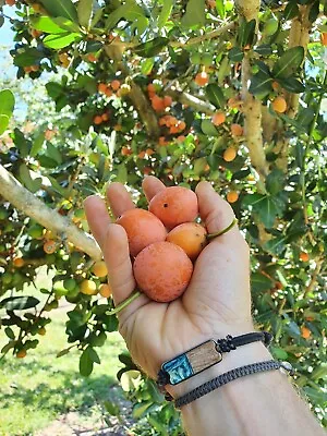 RARE Fruit Tree ~ Imbe / Africa Mangosteen ~ Garcinia Livingstonii • $20