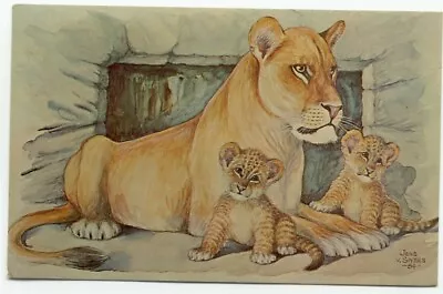  Lioness With Cubs Henry Vilas Park Zoo Madison WI Lion Wisconsin Postcard • $1.99