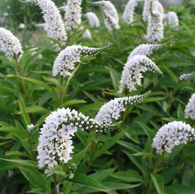 15++Bare Root Gooseneck Loosestrife Perennial Live Starter Plants CT Garden • $15.75