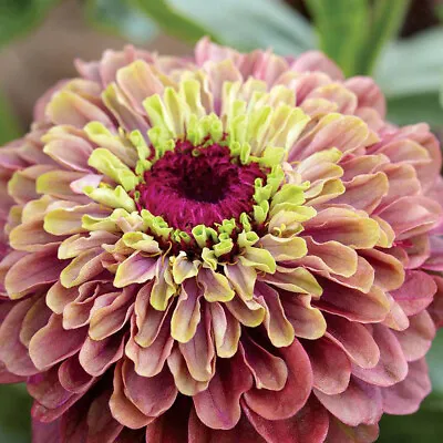 Zinnia Seeds Annual Flower Garden Plants 'Queeny Lime Red' 1 Packet 20 Seeds T&M • £3.99