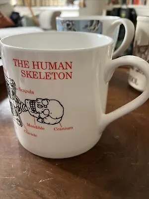 McLaggan Smith Mugs Educational The Human Skeleton Mug 300ml • £12.99