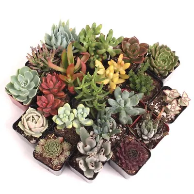 Plants For Pets Fully Rooted Live Succulent Plants - Pack Of 5 • $14.99