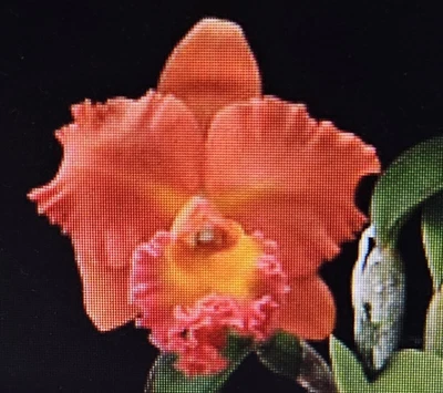 $31 • Buy Cattleya Orchid - Rlc Malworth Sunset 'Orchidglade'