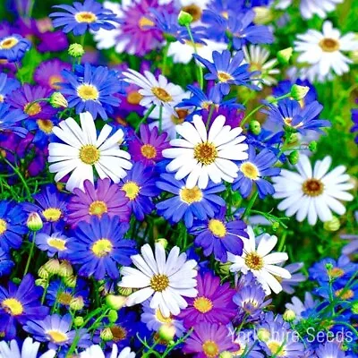 5500x Swan River Daisy Mix Seeds - Brachycome Iberidifolia - Flower • £2.19