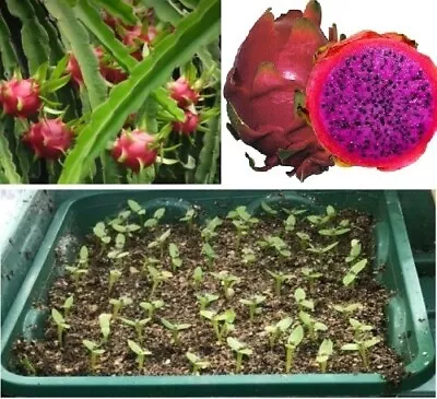 Dragon Fruit Seeds (Purple Fleshed) |  20+ Seeds | Pitaya  Same Day Dispatch • £3.99