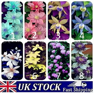 Clematis Flower Seeds Climbing Hybrid Garden Plant Mixed Colours -UK • £3.40