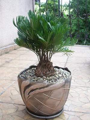 ZAMIA FLORIDANA Coontie Palm Florida Native Cycad Tree Palms Plant Seed 10 Seeds • $12.99