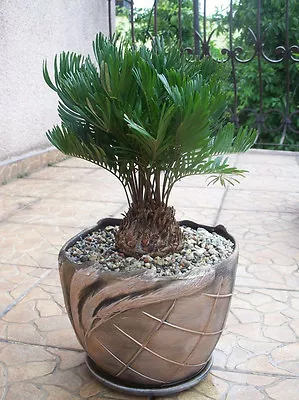 ZAMIA FLORIDANA Coontie Palm Rare Florida Native Cycad Tree Bonsai Seed 50 Seeds • $29.99