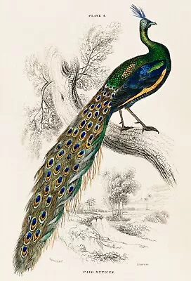 11572.Decor Poster.Room Wall.Home Interior Design.Pavo Muticus.Peacock Art • $19