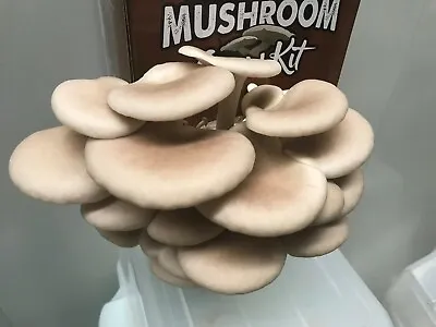 Tan Oyster Mushroom Kit Easiest Kit On The Market Grow Oyster Mushrooms  • $34.95