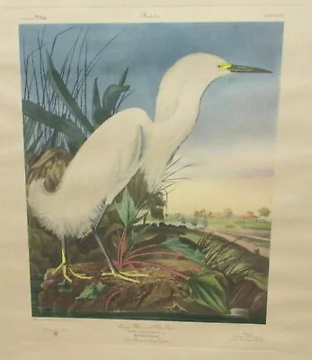 John J. Audubon  Snow Heron Or White Egret  Limited Ed Hand Colored Lithograph  • $1295