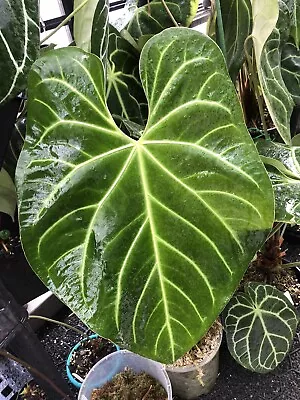$19 • Buy Anthurium Regale Hybrid  6 Seeds Pollinated With Own Pollen
