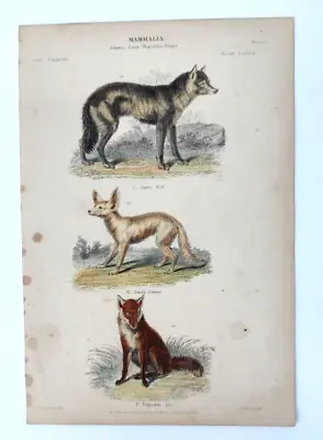 Vintage Color Print Book Plate Fox Fennec Wolf • $14