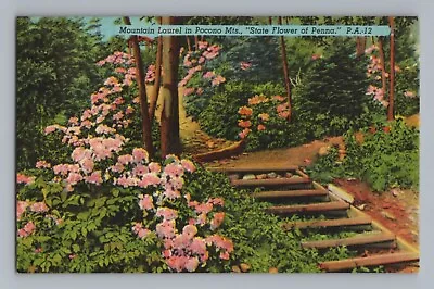 Mountain Laurel Pocono Mountains Flower Penna Pennsylvania Vintage Postcard • $3.62