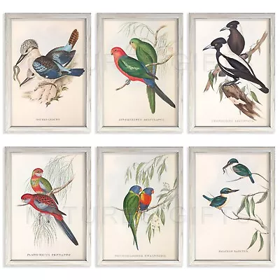 Set Of 6 John Gould Prints - A4 - Magpie Kooka Parrot Rosella Lori Kingfisher • $65.99
