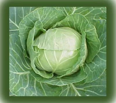 Organic CABBAGE Seeds - DERBY DAY - Heirloom Non-GMO -UK Seeds X25 • £3.99