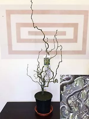 £124.99 • Buy 2ft Twisted Corylus Avellana Contorta Corkscrew Hazel Tree Garden Plant @ 3L Pot