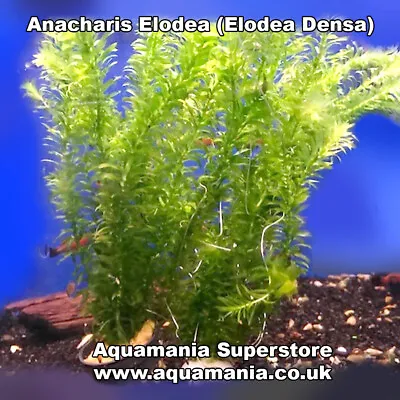 Elodea Densa Tropical Cold Water Fish Tank Decorative Aquarium Live Plant Fresh  • £3.49