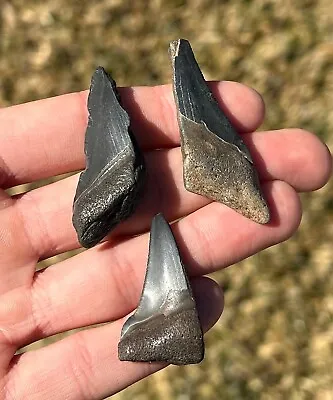 Florida Fossil Megalodon Teeth LOT OF 3 Sharks Tooth Collection Miocene • $9.99