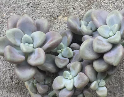 Graptopetalum Ellen Cutting - Succulent • $2.50