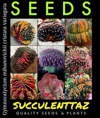 Gymnocalycium Mihanovichii Variegata Cristatus 6 X Seeds Cactus CREST Succulent  • $19.90