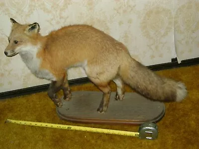Red Fox Taxidermy Mount - Stuffed Red Fox - Beautiful  • $125