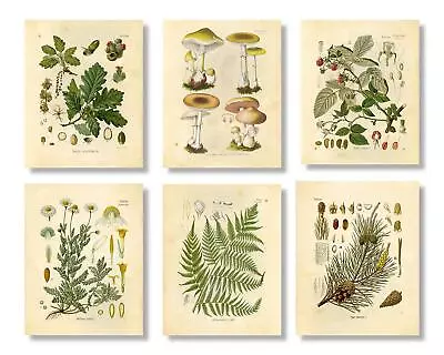 Vintage Botanical Prints | Woodland Plants By Ink Inc. | Set Of 6 8X10 Unframe • $17.67