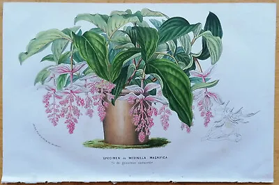 Medinilla Magnifica - Botanical Print Van Houtte Flore Serres - 1853 • $19.90