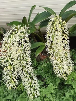 $45 • Buy Native Orchid Species Dendrobium Speciosum V. Hillii Flasks X Self 