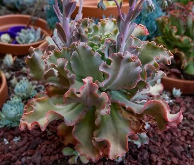 Echeveria Giant Blue Curls Succulent *leaves* X2 Propagation  • $4.50