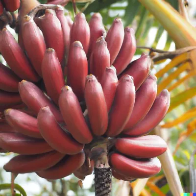 RED Banana (Musa Acuminata Red Dacca) Tropical Fruit Tree • $39.99