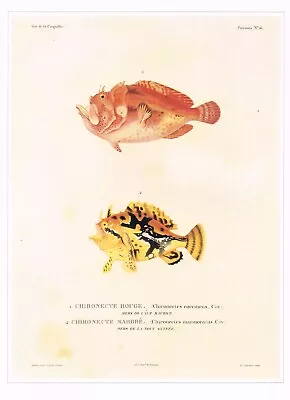 Scarlet & Sargassum Frogfish Vintage Fish Print Bevalet Picture 1990 CNHPF#35 • $4.96