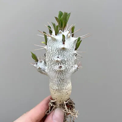 6cm Cactus Plants Pachypodium Saundersii Beautiful Living Cactus Rare Garden • $14.88
