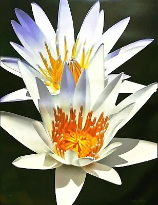 Brian Davis- Water Lily Duet -Limited Edition Giclee/Canvas/Hand Signed/COA • $529