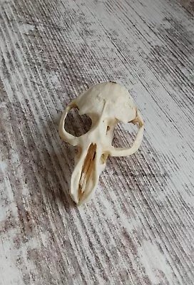 Small Animal Raccoon Fox Skull With Teeth Top Only • $20