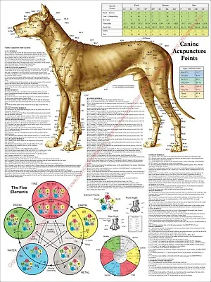 Dog Canine Acupuncture Points Location Poster 18  X 24  Veterinary Chart • $18