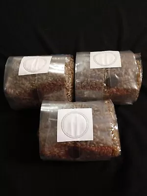 3x 1 LB Rye Grain Mushroom Grow Bags With Injection Port.  Fully Sterilized. • $18.99