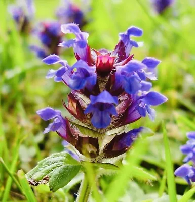 1000 Allheal Seeds - Prunella Vulgaris - Medicinal Herb Seeds - Heal All • $4.20